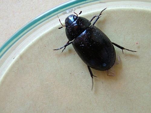 Hydrochara caraboides